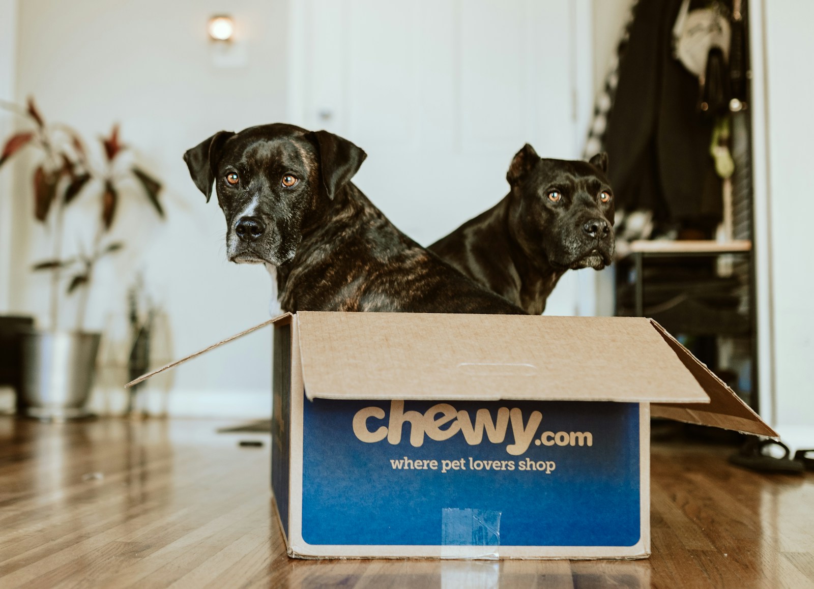 Chewy Earnings: Good Report, But Is the Stock’s Big Move Already Behind It?