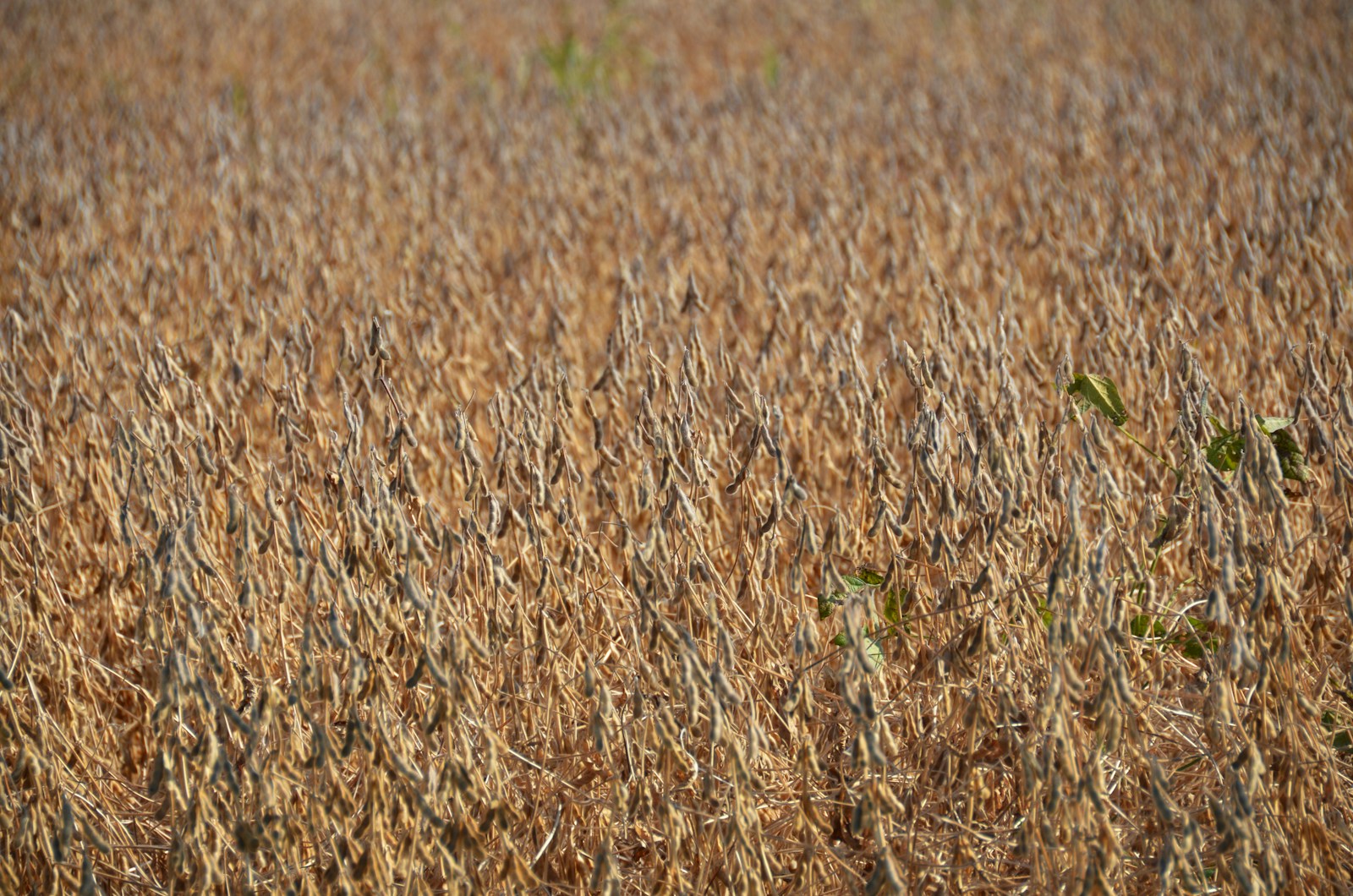 3 Agriculture ETFs to Buy as Fertilizer and Food Prices Surge