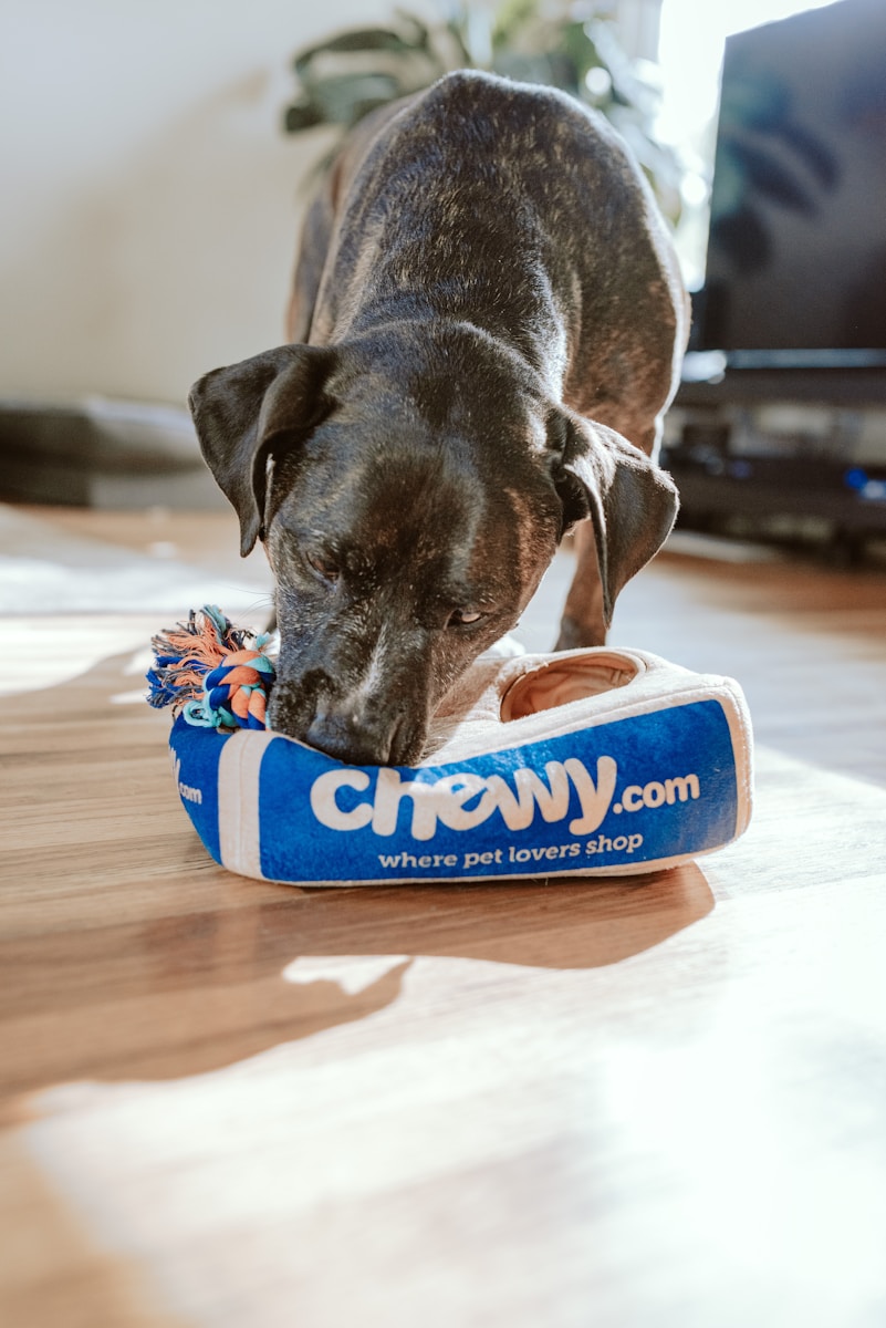 Chewy Heads into Q1 2026 Earnings with Wall Street Betting on a Turnaround